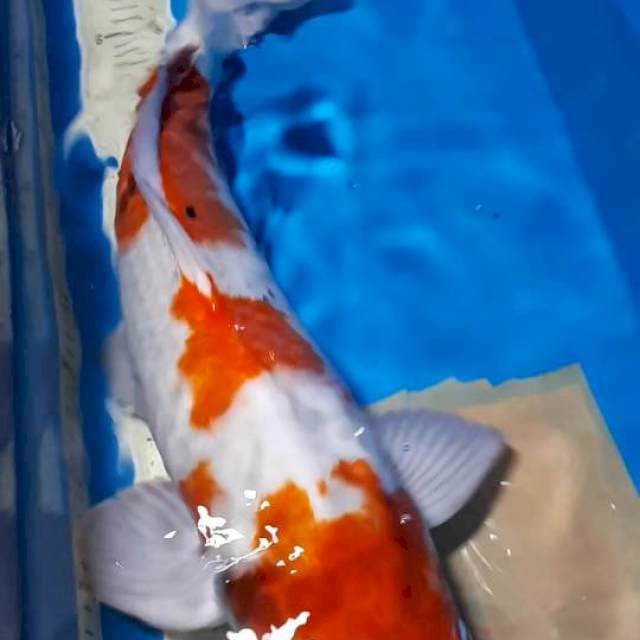 SANKE JUMBO 53 CM