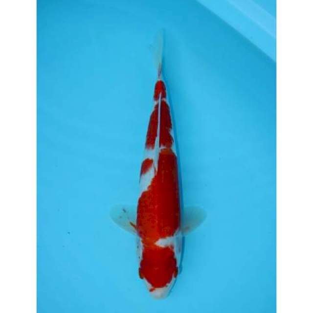 KOHAKU 31 CM