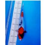 DOITSU SHOWA 31CM