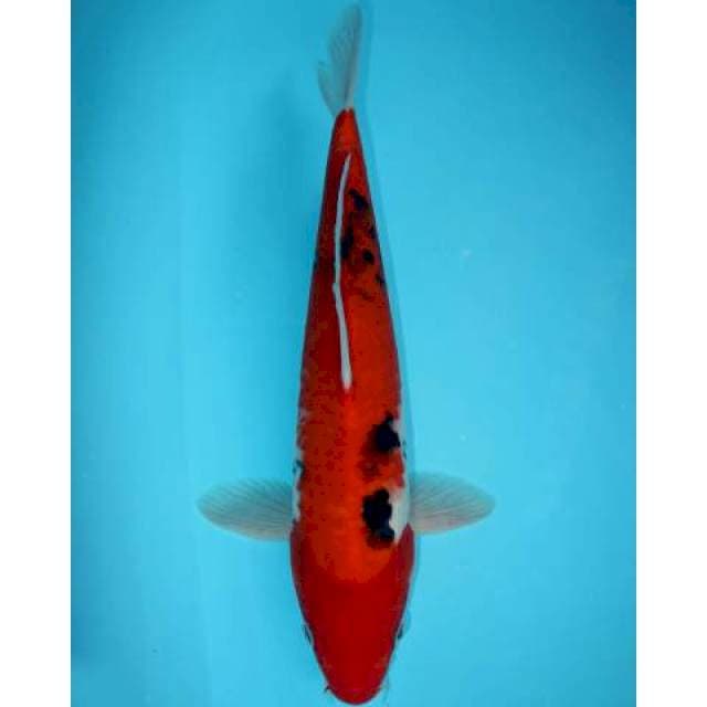 SANKE 38 CM