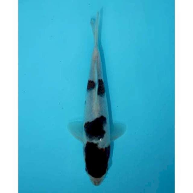 BUDO GOROMO 17 CM MALE