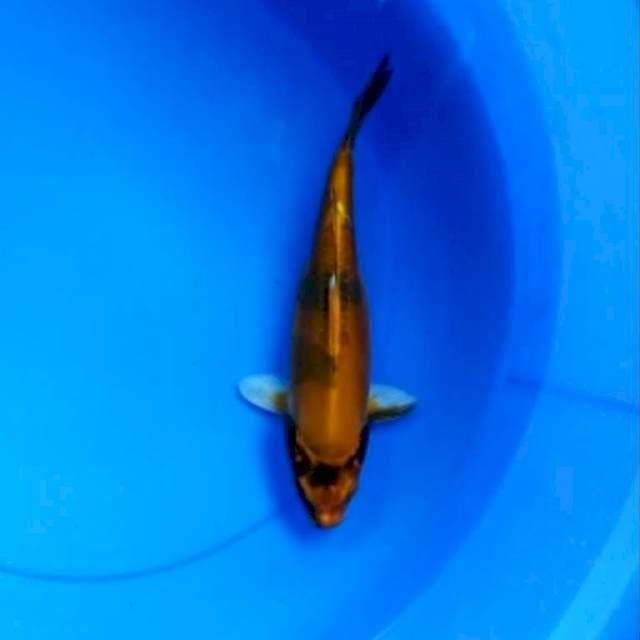 Kin showa doitsu 27 cm
