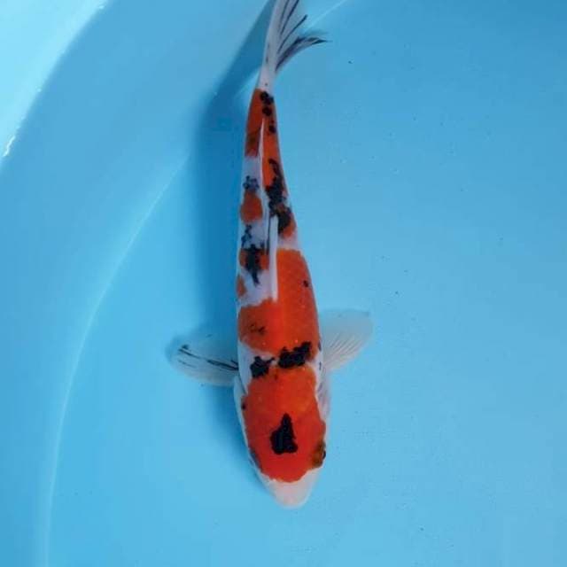 Sanke 22 cm
