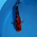 Sanke 22 cm