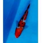 SHOWA SANSHOKU 30 CM