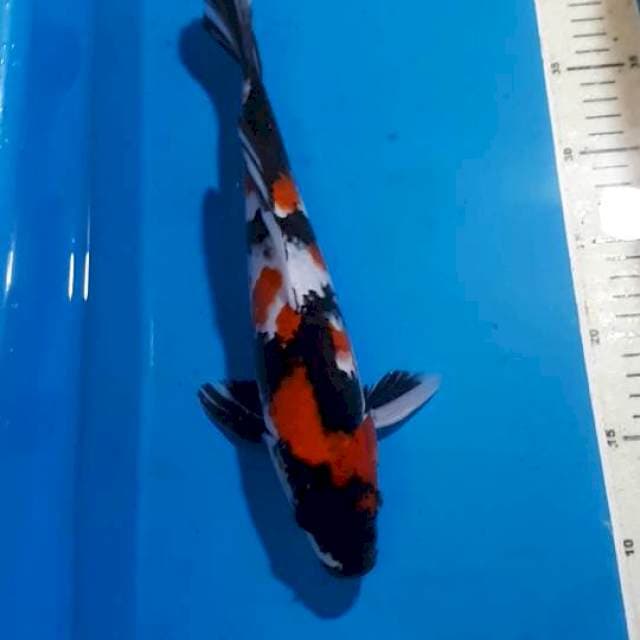 SHOWA 32 CM