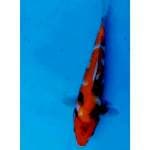 SHOWA SANDHOKU 36 CM