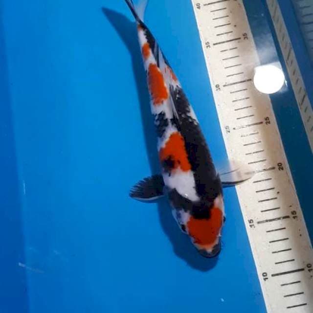 KINDAI SHOWA 31 CM