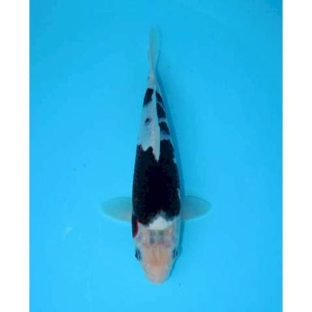 BUDO GOROMO 25 CM FEMALE