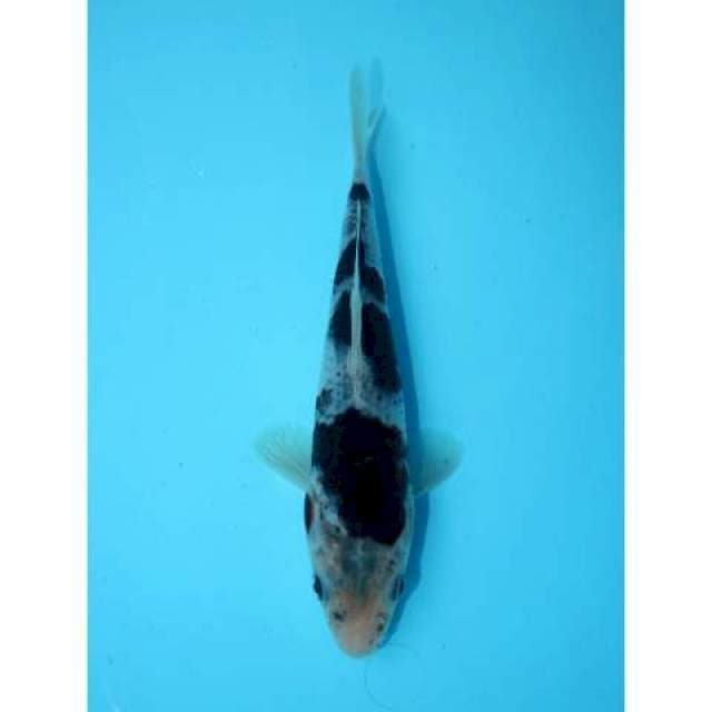 BUDO GOROMO 17 CM FEMALE