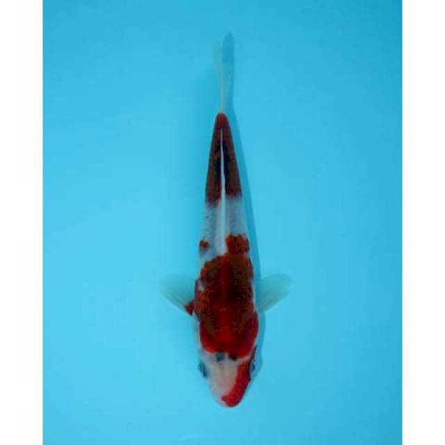AI GOROMO 16 CM FEMALE