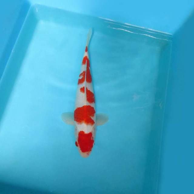 D. KOHAKU GOOD PATTERN