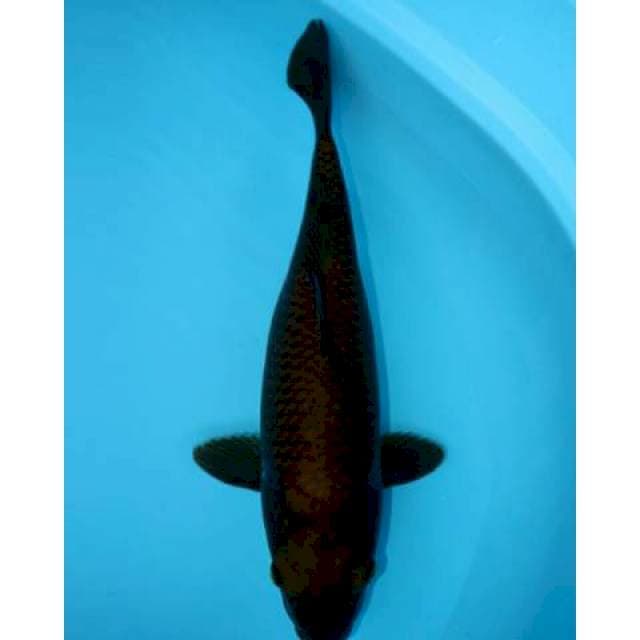 CHAGOI 39 CM