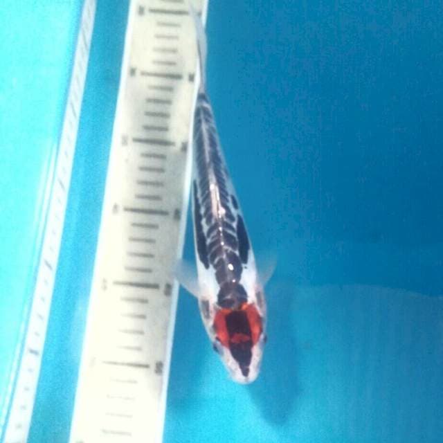 Tancho Antik, 23 cm