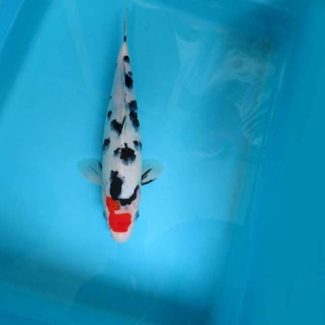 E. TANCHO SANKE ANTIQUE