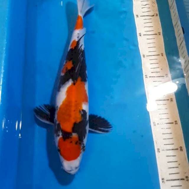 KINDAI SHOWA 38 CM
