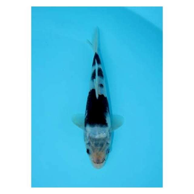 BUDO GOROMO 20 CM FEMALE