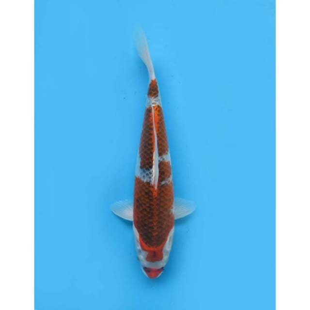 Goshiki SQ - 32cm Male