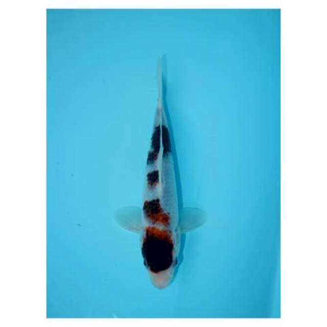 GOROMO 20 CM MALE