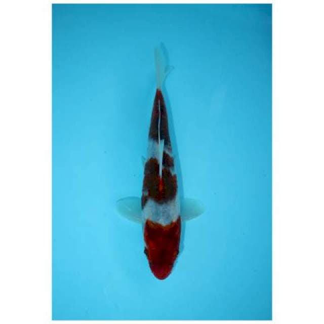 AI GOROMO 19 CM MALE