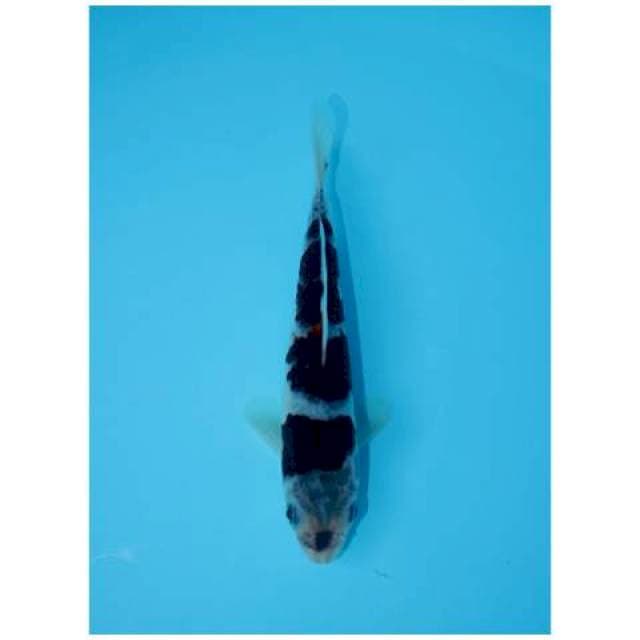 BUDO GOROMO 17 CM MALE