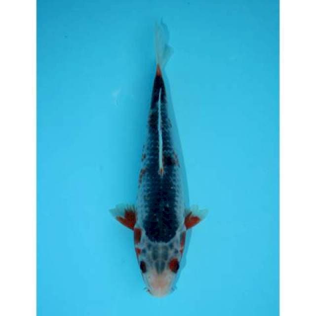 ASAGI 19 CM MALE