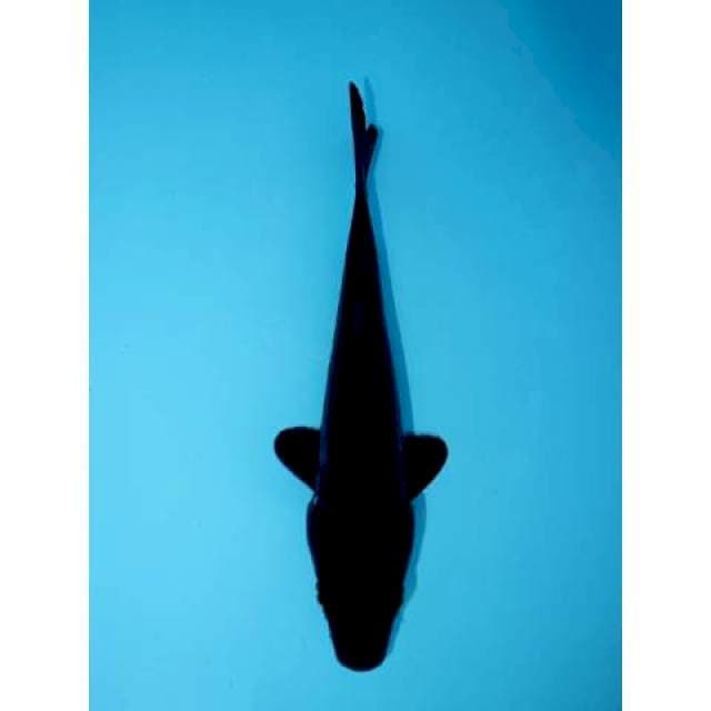 KARASHU 18 CM MALE