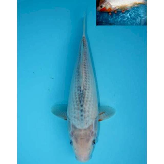 NARUMI ASAGI 31 CM
