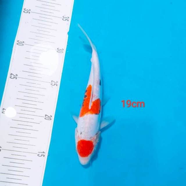 benikumon