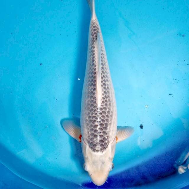 Jumbo Asagi 39 cm Jantan