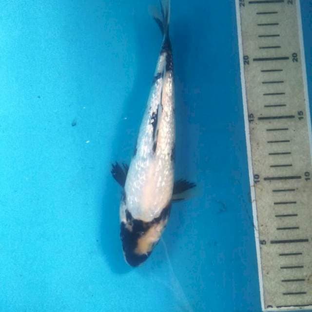 Shiro Ginrin Tategoi, 22 cm