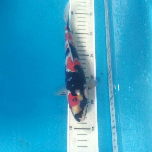 Showa, 24 cm