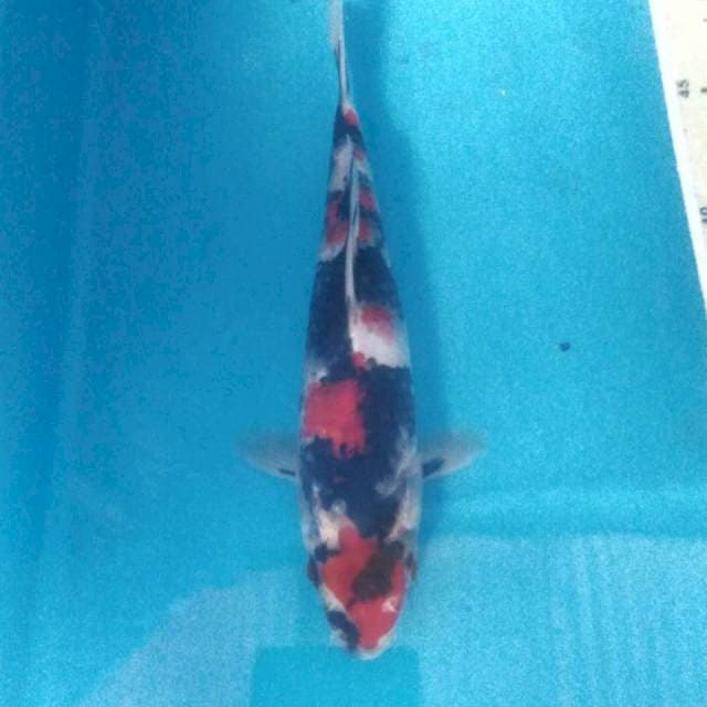 Showa, 22 cm