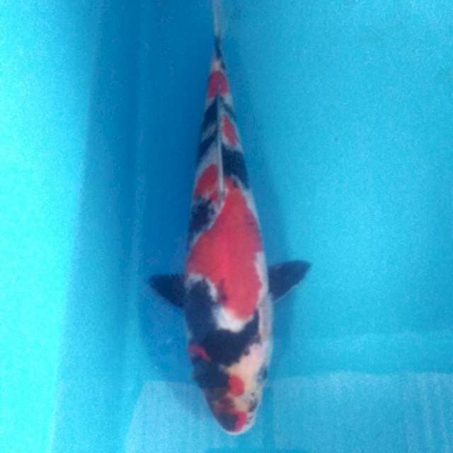 Showa, 24 cm