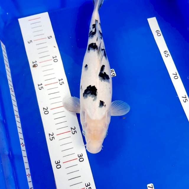 Bekko sq 34 cm female