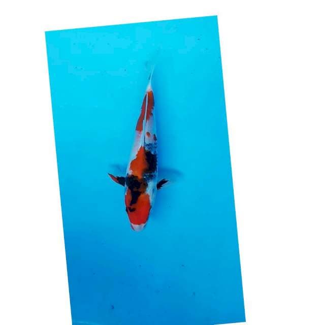 SHOWA SANSHOKU 25 CM