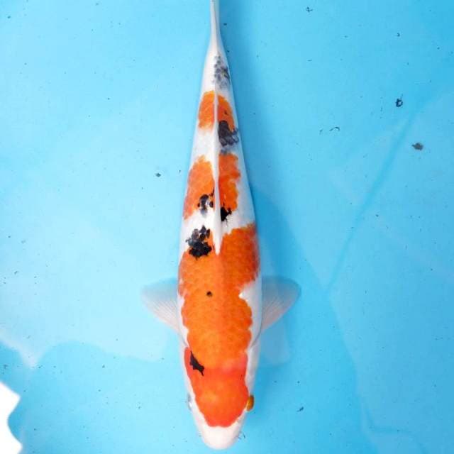 Sanke 35 cm Jantan