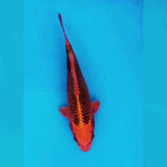 Aka Matsuba Ogon 30cm