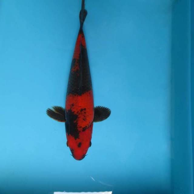 K. BARA HI UTSURI