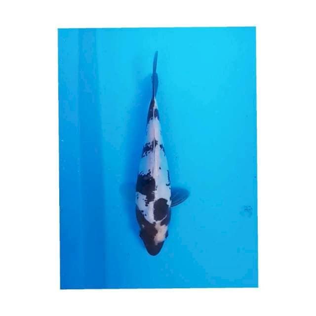 Baby SHIRO DOITSU 23 CM