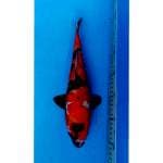 HISHOWA DOITSU 34 CM