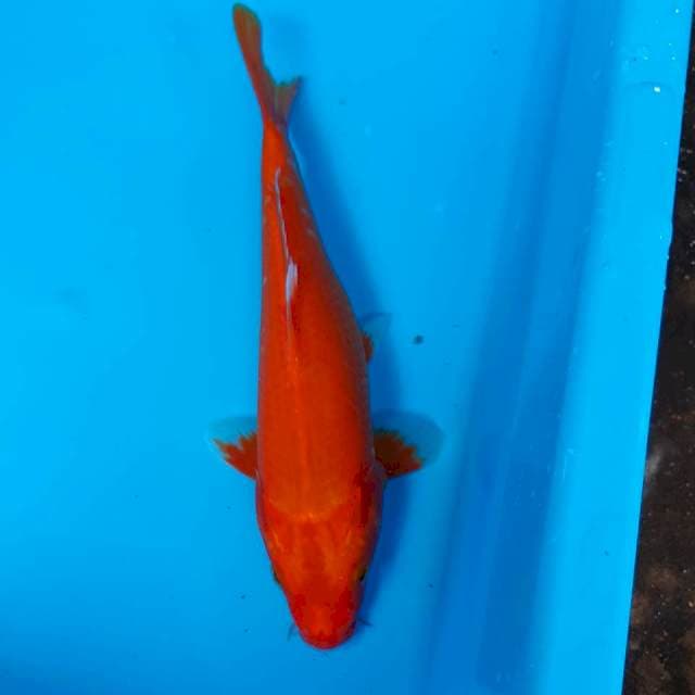 Benigoi jos 23 cm