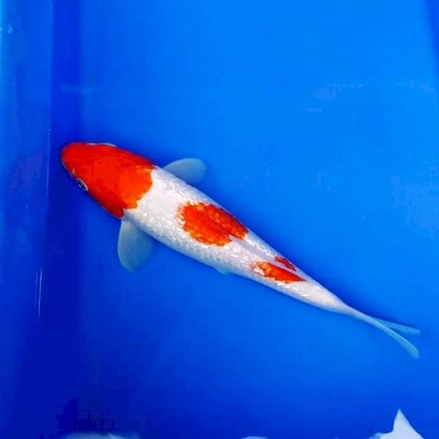 Red kohaku ginrin original
