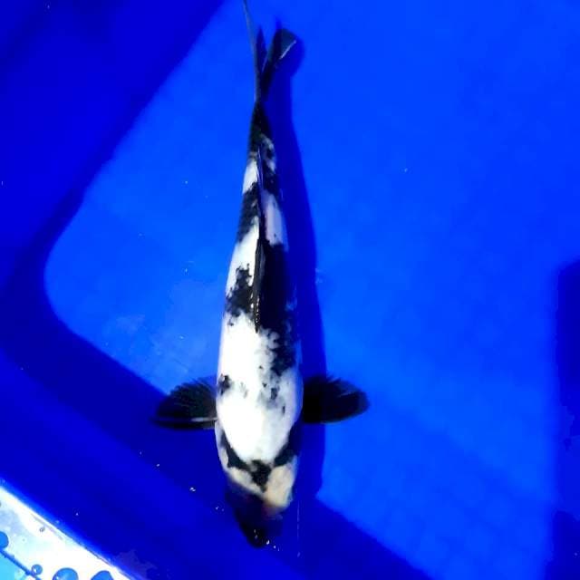 Shiro male 24 cm
