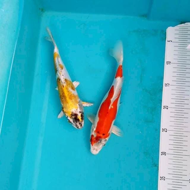 Kikokuryu bagus