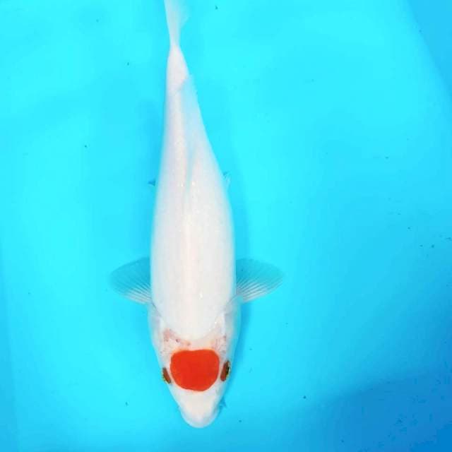Tancho kohaku 26 cm