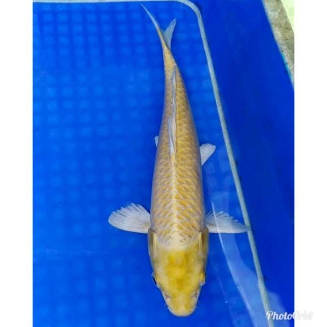 Yamabuki ogon