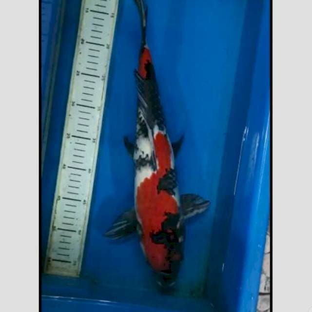 50bu showa import serty