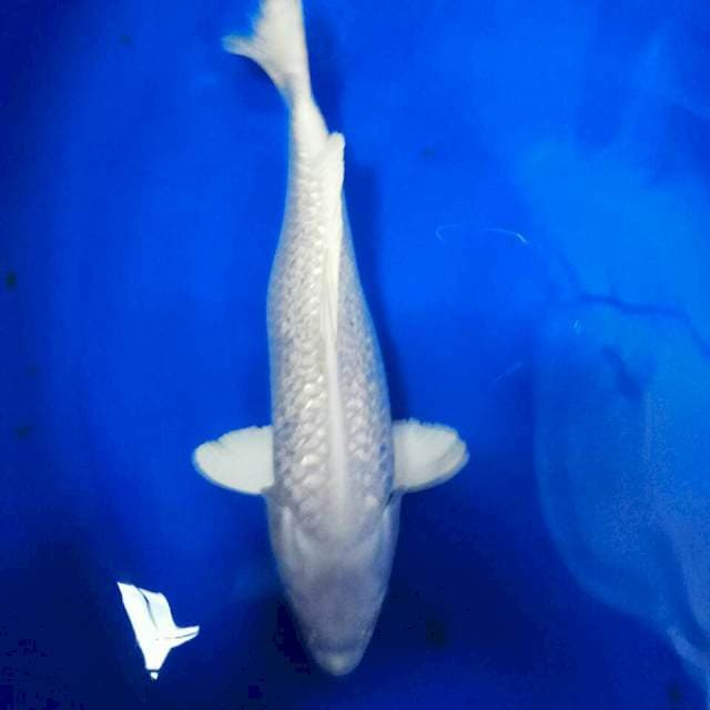 PLATINUM BENGKOK 35