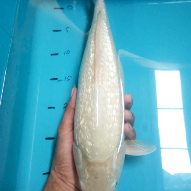 Soragoi ginrin 37cm
